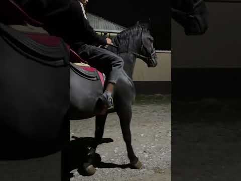Ma sha Allah deyishdan boshqasiga yaramaydi #horse #buzkashi #automobile #buxara #stallion #buxaryag