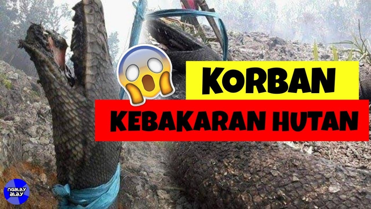 Fakta kebakaran hutan kalimantan Ular terbakar di 