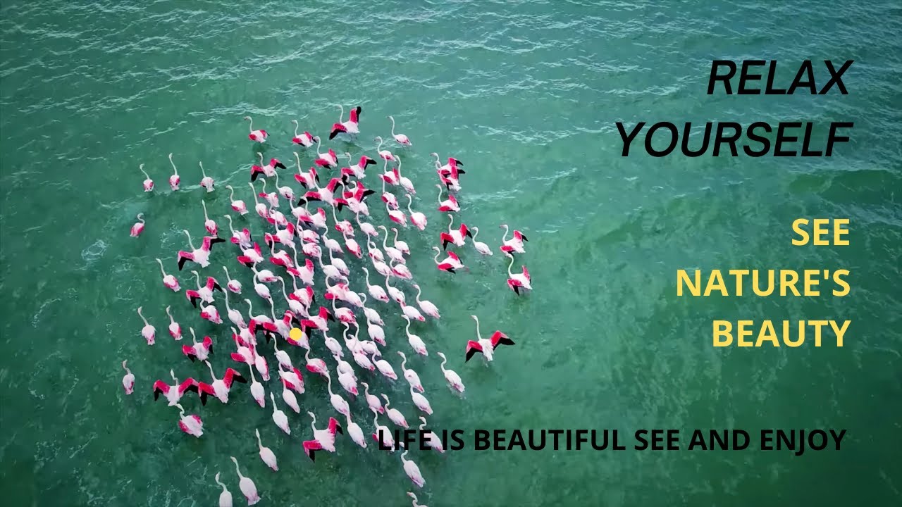 Lets Calm Your Mind, See Beautiful Nature life for Insomnia Relief and