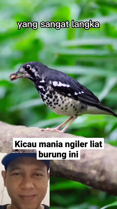 Burung Anis langka,anis enegar #shorts #burung