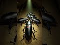 Darkling Beetle POV: Exploring the Hidden Desert Underground