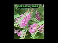 health tips/avuri plant/avuri leaf #shorts