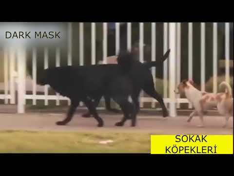 SOKAK KÖPEKLERİ PİTBULLA KARŞI