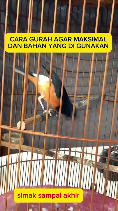 CARA GURAH MAKSIMAL #burung #muraibatu #kicaumania #kicaumanianusantara #cucakijomini #hobbyburung