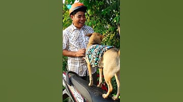 Cún hiểu tiếng người lạ thường