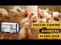 Comment vacciner correctement les poussins le 14me jour