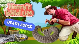 Common Death Adder - Henry's Wild Life AUSTRALIA