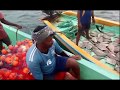 1000 big Fish Catch in Indian Fisher Man with 2 Boats