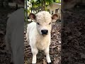 Animals beautiful cow shorts shorts