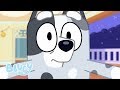 Muffin Madness! | The Sleepover | Bluey