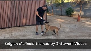 Belgian Malinois (Roxy) trained using our Online Videos! by Dog Guru 9,322 views 7 years ago 2 minutes, 55 seconds