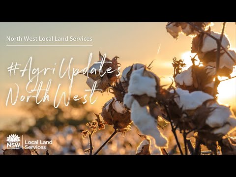 Lower Namoi Cotton Growers Association Field Day Report