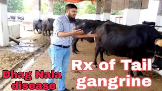 Dhag Nala Disease ,Tail Gangrine In Buffalo And Cow Fungal Infection Treatment Dr M Sattar Dvm.