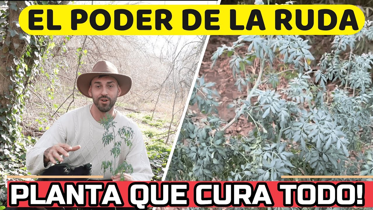 🌿Que ENFERMEDADES Cura La RUDA? Que NUNCA Te Falte En Casa! | Propiedades Planta De Ruda!