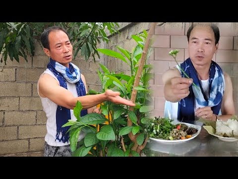 Video: Qhia rau Macau Zaub mov thiab Macanese Cuisine