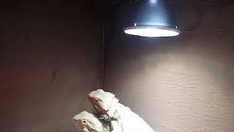 ¿Qué luz debo dejar encendida por la noche para mi dragón barbudo?