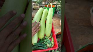 fresh organic Lauki harvesting #harwesting #gardening #vegetables #farming #shortvideo