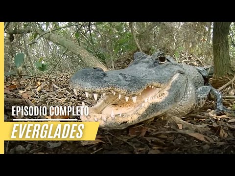 Video: Actividades principales en el Parque Nacional Everglades