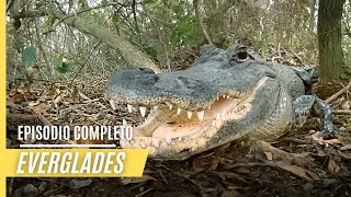 Parques nacionales estadounidenses - Everglades
