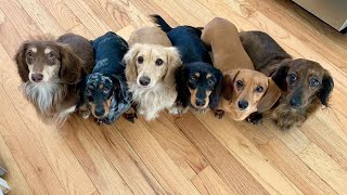 Funny dachshund dogs  cute moment videos compilation 2021 | funny sausage dogs cute moment 2021