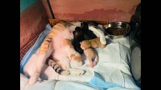 5 days old kittens | relax music.
