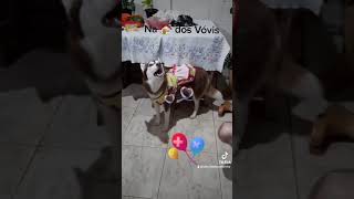 Meo primeiro níver foi na casa dos  Vóvis...🥳💥🎀🎁🎉🎈🎈🎊🐾🐺💝