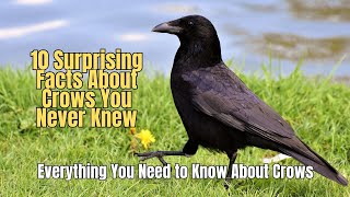 ✅ 10 Surprising Facts About Crows You Never Knew ❗Why Crows Are Very Intelligent