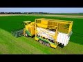 Parsley Harvesting | Ploeger MKC-2TR container mower | Peterselie maaien loonbedrijf Maverko