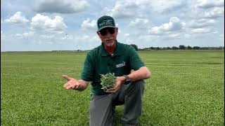 Scott's Provista ‐ St Augustine Grass