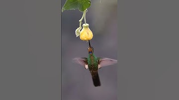 Fascinating Hummingbird Feeding Spectacle #birds #yt #shorts