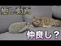 【ただただ癒し】猫二匹とハリネズミって仲良くできるの?