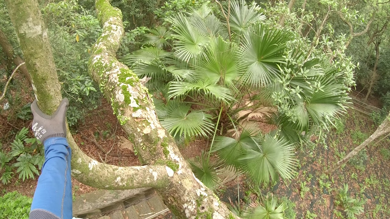 Hong Kong Tree Work - The Peak 