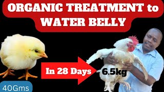 Water Belly Ascites Organic Treatment