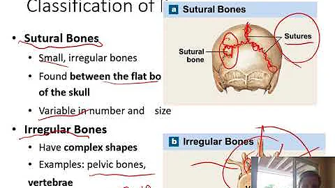 API Skeletal System Part 1