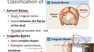 API Skeletal System Part 1 screenshot 4