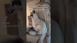Marble Fox