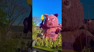 #flowerparade #flowers #travel #shortvideo #netherlands #tulip