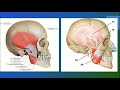 ЖЕВАТЕЛЬНЫЕ МЫШЦЫ. СПАЗМ. БРУКСИЗМ