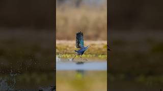 Download Lagu Lepas landas yang anggun dari burung peri berwarna ungu. Burung Rawa Berkepala Abu-abu (Porphyrio poliocephalus). #burung MP3