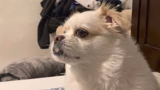 Tibetan Spaniel Barking