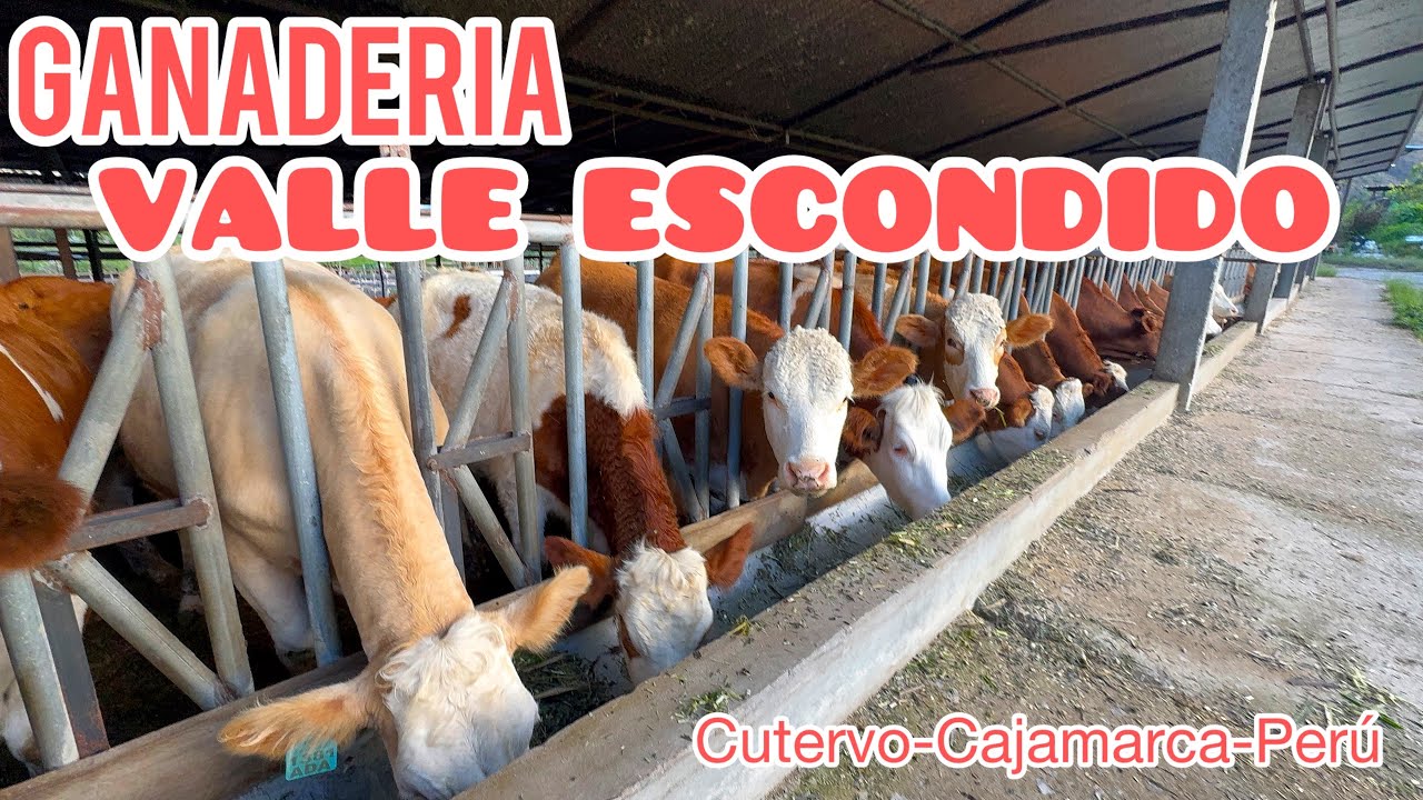GANADERIA VALLE ESCONDIDO - FLECKVIEH DOBLE PROPÓSITO PDP - Cutervo Cajamarca Perú