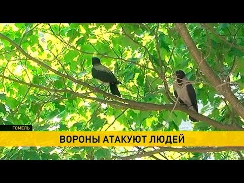 Вороны нападают на жителей Гомеля