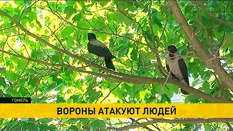 Вороны нападают на жителей Гомеля