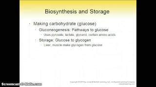 Nutrition Chapter 8 Part 1