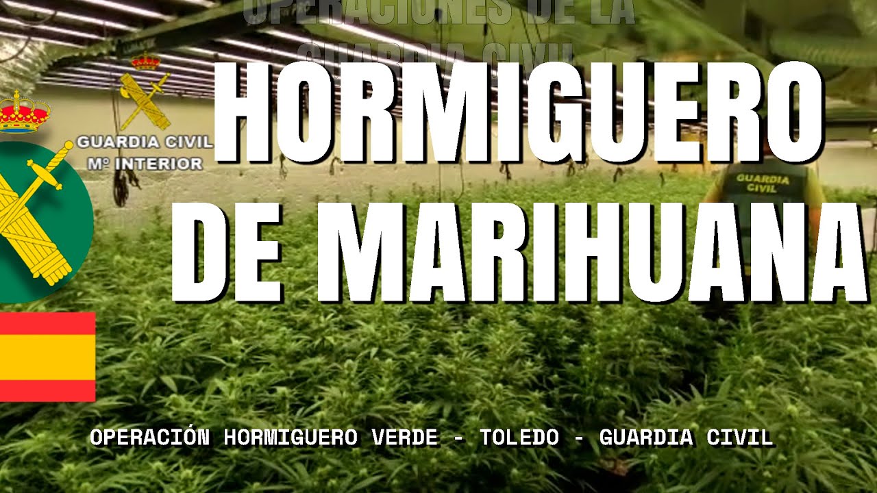 La Guardia Civil interviene más de 10.000 plantas de marihuana en Hormigos (Toledo)