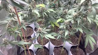 Flowering 16 Double Blue Cheese in a 32x32 tent All organic grow!!!! #bloomplus #downtoearth,
