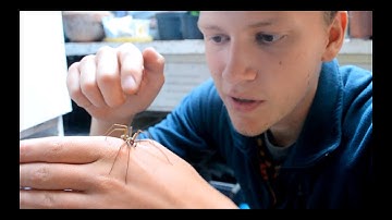Spider Season - Giant House Spider Handling