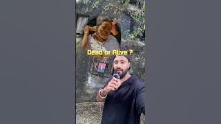 Toraja Indonesia k weird traditions ! #indonesia #toraja #travel