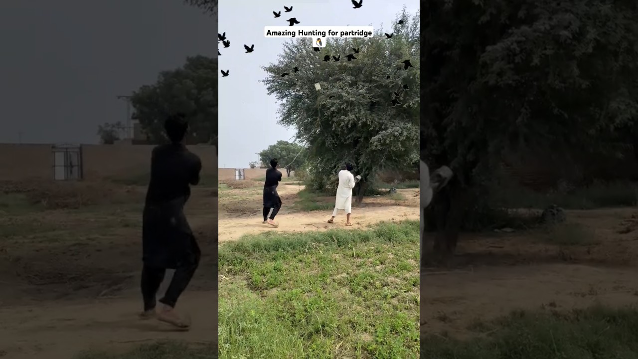 Amazing Hunting for partridge 🐧 