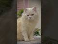 Cute Baby kitten sound 🥰 #cat #cute #kitten #cutecat #pets #shortvideo #cutecathere #cuteanimal